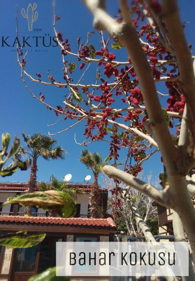 Kaktues Boutique Hotel Σιντέ Εξωτερικό φωτογραφία